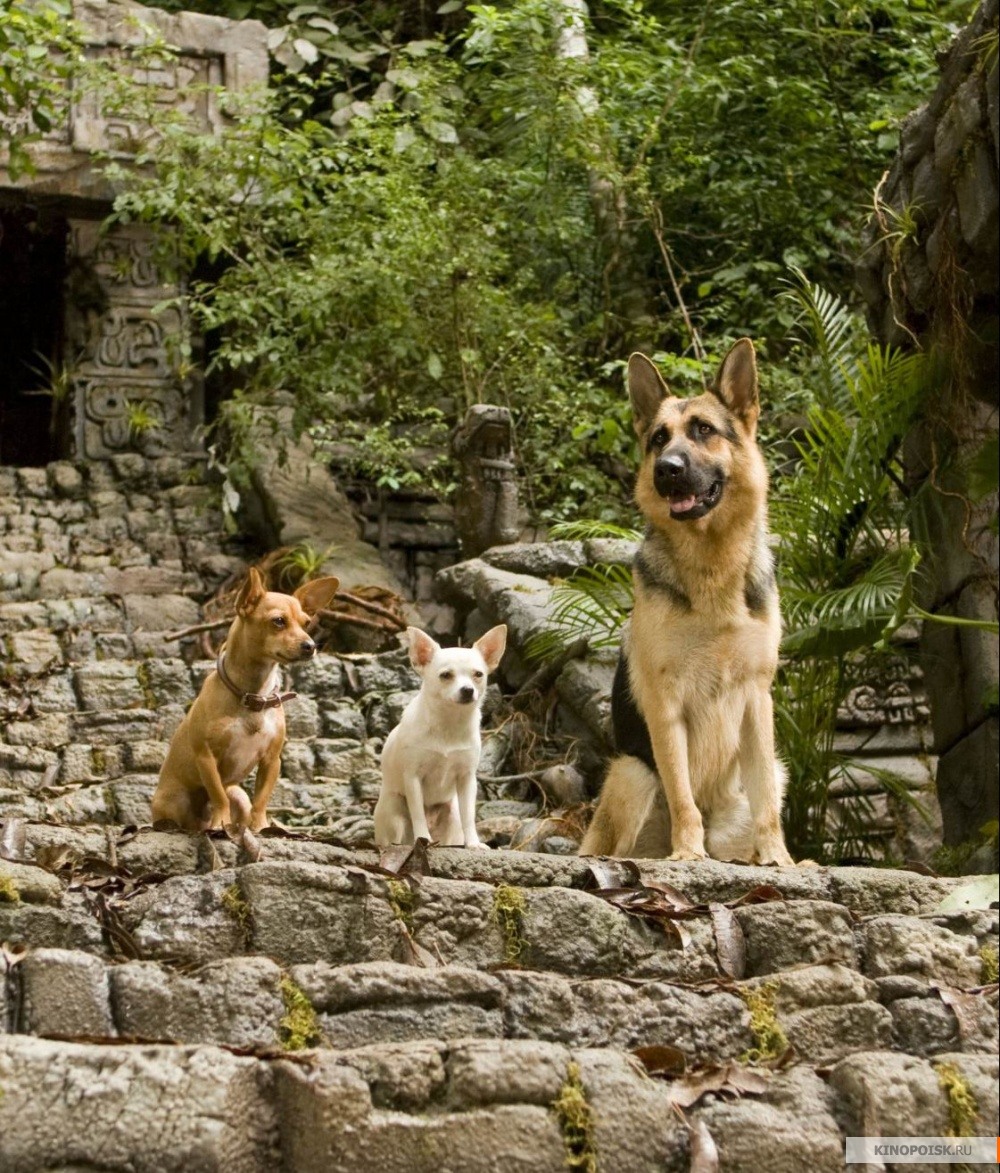 kinopoisk.ru-Beverly-Hills-Chihuahua-789777.jpg